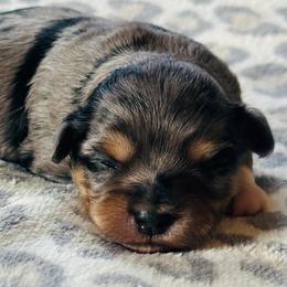 Blue Merle Tri Male - Merle male Shichon puppy in Grand Rapids, Michigan from Great Lakes Teddy Bear Dogs