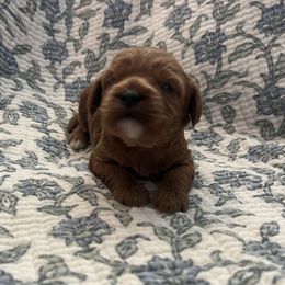 Maggie - Red female Cavapoo puppy in Glendale, Arizona from Dashing Dogs