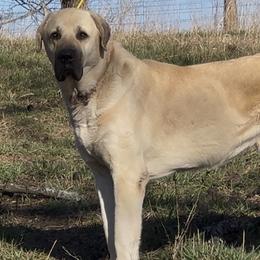 Turkish Boz Shepherds from Urmah Kennel