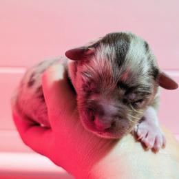 Thunder - Red merle male Miniature Australian Shepherd puppy in Harrisonville, Missouri from Trailside Mini Aussies