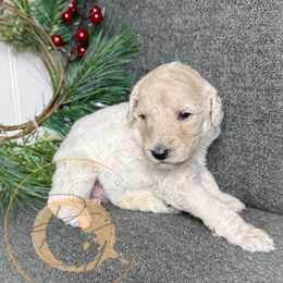 Pixie - White female Poodle puppy in Murrieta, California from Apricot Poodles & Goldendoodles, LLC