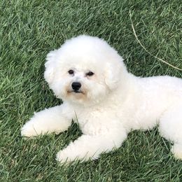 Buddy - Bichon Frise