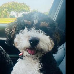 Vada - Bernedoodle