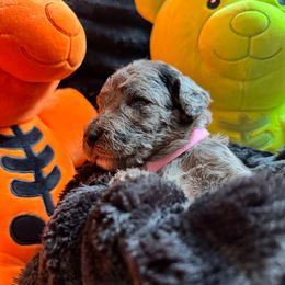 Cupcake (Pink Collar) - Parti female Goldendoodle puppy in Toledo, Ohio from Avery Doodle Day LLC