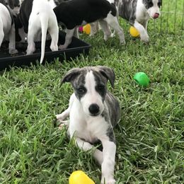 Whippet Puppies from Phoenix Whippets
