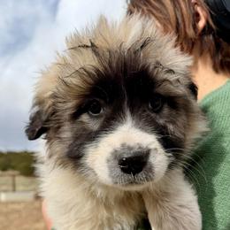 Velvet- yellow - Badger female Colorado Mountain Dog puppy in Cotopaxi, Colorado from Once Upon A Moose (OUM)