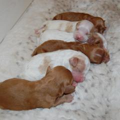 Cavapoo Puppies from Dogwood & Sassafras Companions