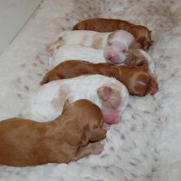 Cavapoo Puppies from Dogwood & Sassafras Companions