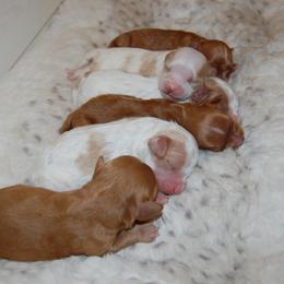 Cavapoo Puppies from Dogwood & Sassafras Companions