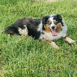 Miniature Australian Shepherd All Grown Up from RLM Mini Australian Shepherds