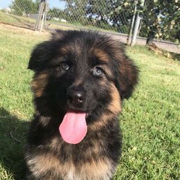 German Shepherd and Tibetan Mastiff Puppies from Von Reich Haus