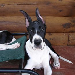 Great Dane Puppies from Ajani's Danes