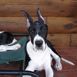 Great Dane Puppies from Ajani's Danes