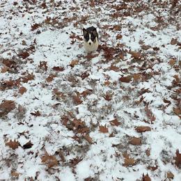 Rivet - Black and tan female Pembroke Welsh Corgi puppy in Bland, Missouri from Shadey Lane Corgis