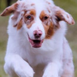 Australian Shepherds from Tyedyed Aussies