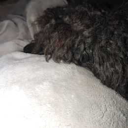 Poodle All Grown Up from Morris Prancing Poodles