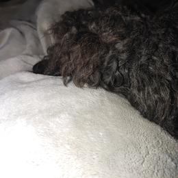 Poodle All Grown Up from Morris Prancing Poodles