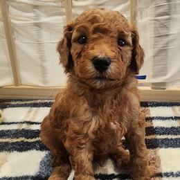 Little Boy Blue - Apricot male Poodle puppy in South Willard, Utah from Burge Family Poodles