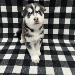 Maltese and Siberian Husky Puppies from Nyx’s Pack