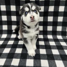 Maltese and Siberian Husky Puppies from Nyx’s Pack