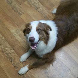 Australian Shepherd Puppies from Johnson Aussies