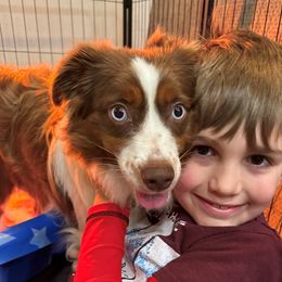 Bear - Miniature Australian Shepherd