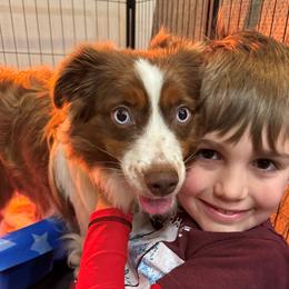Bear - Miniature Australian Shepherd
