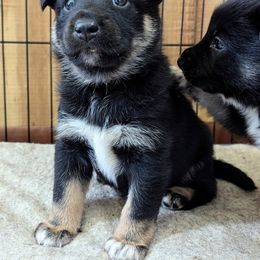 Lapponian Herder Puppies from Maalattu Koirankoppi Lapponian Herders