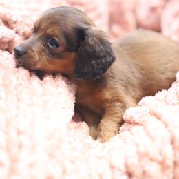 Byrd - Red male Dachshund puppy in Eaton, Ohio from Miniature Alphas Dachshunds