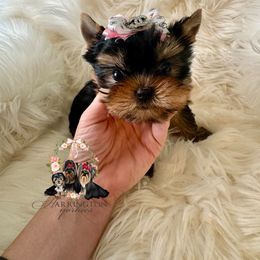 Diamond - Blue and gold female Yorkshire Terrier puppy in Bloomingdale, Georgia from Harrington Yorkies