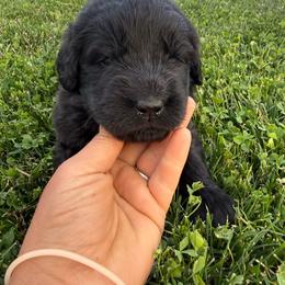 Lilac - Black male Newfoundland puppy in Great Falls, Montana from True North Newfoundlands