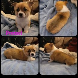Pembroke Welsh Corgi Puppies from STR Corgis
