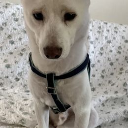 Shiba Inu from The Q Den