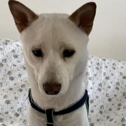 Shiba Inu from The Q Den