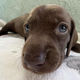Girl 2 - female Dachshund puppy in Apache Junction, Arizona from Shaw Dachshunds