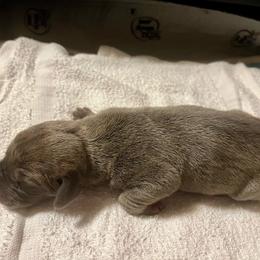 Gata - Blue male Great Dane puppy in Marlow, New Hampshire from Fox Hill Danes