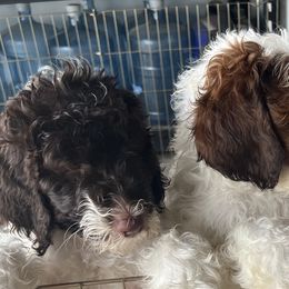 Goldendoodles and Sheepadoodles from Boes Doodles