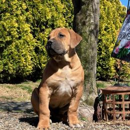 GOKU - Red male Boerboel puppy in Pennsylvania from Cold River Boerboels