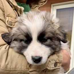 Velocity- pink - Badger female Colorado Mountain Dog puppy in Cotopaxi, Colorado from Once Upon A Moose (OUM)
