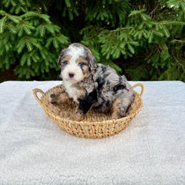 Vinnie - Merle male Bernedoodle puppy in Bremen, Indiana from Farmland Doodles