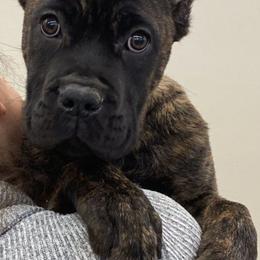 Girl 2 - Chestnut brindle female Cane Corso puppy in Rock Creek, Ohio from Sacred Mission
