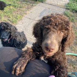 Poodle Puppies from Heart and Soul Standard Poodles