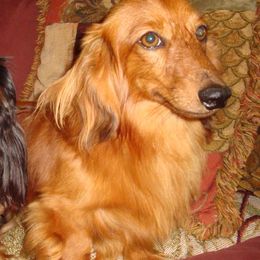 Dachshunds from Garlin Miniature Dachshunds