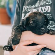 Girl 1 - Whoodle puppy in Delta, Utah from Dunes and Doodles