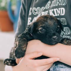 Girl 1 - Whoodle puppy in Delta, Utah from Dunes and Doodles