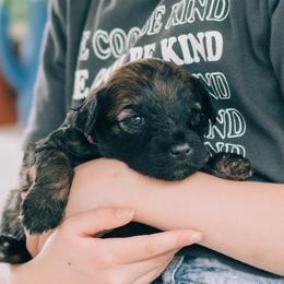 Girl 1 - Whoodle puppy in Delta, Utah from Dunes and Doodles