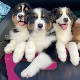 Australian Shepherd puppies from Spirit Aussies
