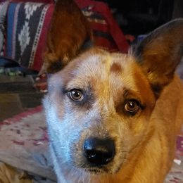 Australian Cattle Dogs from Fire Forged Australian Cattle Dogs