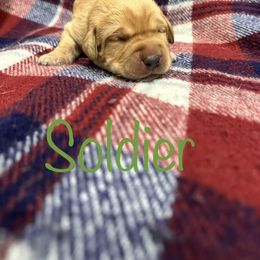 Boy 1 - Yellow Labrador Retriever puppy in Moyock, North Carolina from Rose Breyer Retrievers