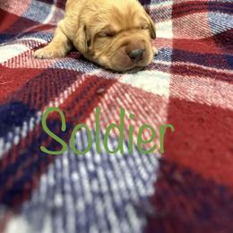 Boy 1 - Yellow Labrador Retriever puppy in Moyock, North Carolina from Rose Breyer Retrievers